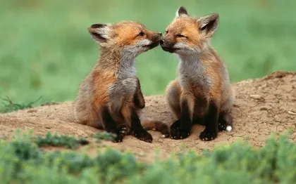 baby animals foxes 1920x1200 wallpaper Art HD Wallpaper